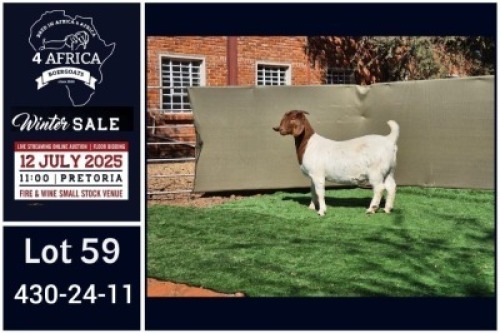 1 X BOER GOAT FLOCK ON COLOUR DOE Booysen Bdy