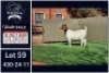 1 X BOER GOAT FLOCK ON COLOUR DOE Booysen Bdy