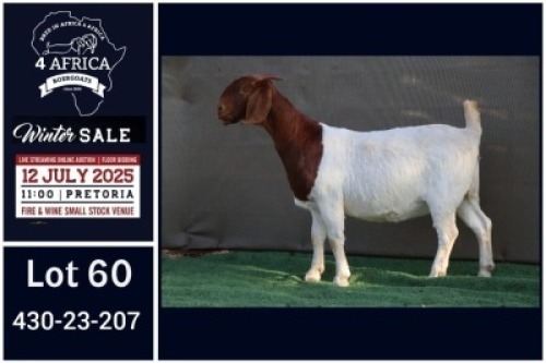 1 X BOER GOAT STUD DOE Booysen Bdy