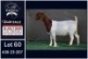 1 X BOER GOAT STUD DOE Booysen Bdy