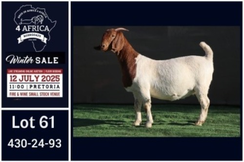 1 X BOER GOAT FLOCK ON COLOUR DOE Booysen Bdy