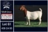 1 X BOER GOAT FLOCK ON COLOUR DOE Booysen Bdy