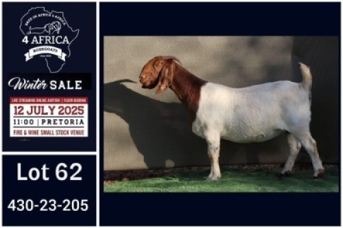 1 X BOER GOAT FLOCK ON COLOUR DOE Booysen Bdy
