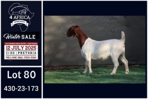 1 X BOER GOAT STUD DOE Booysen Bdy