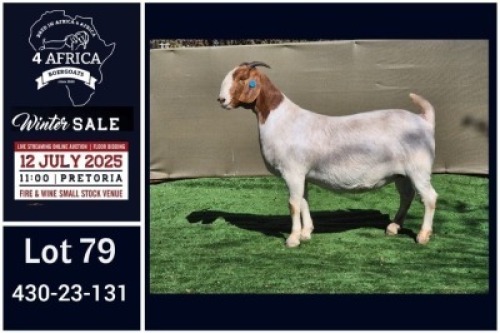 1 X BOER GOAT STUD DOE Booysen Bdy