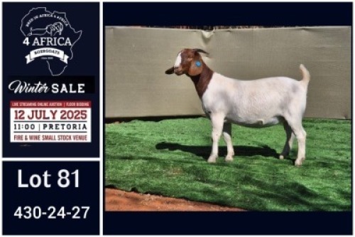 1 X BOER GOAT STUD DOE Booysen Bdy