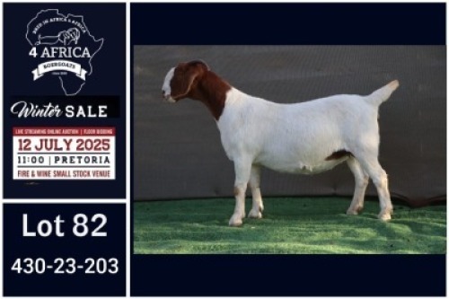 1 X BOER GOAT FLOCK ON COLOUR DOE Booysen Bdy