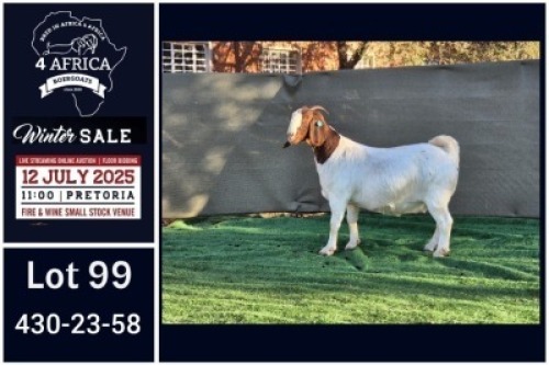 1 X BOER GOAT STUD DOE Booysen Bdy