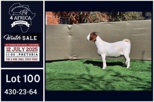 1 X BOER GOAT STUD DOE Booysen Bdy
