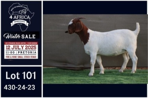 1 X BOER GOAT STUD DOE Booysen Bdy