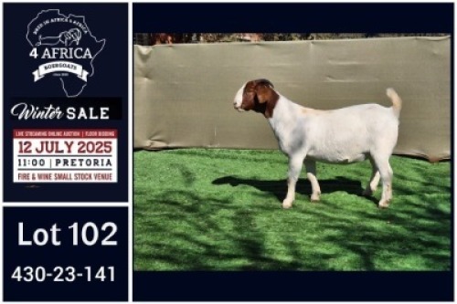1 X BOER GOAT FLOCK ON COLOUR AND TEAT DOE Booysen Bdy
