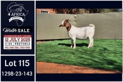 1 X BOER GOAT STUD DOE Booysen Bdy