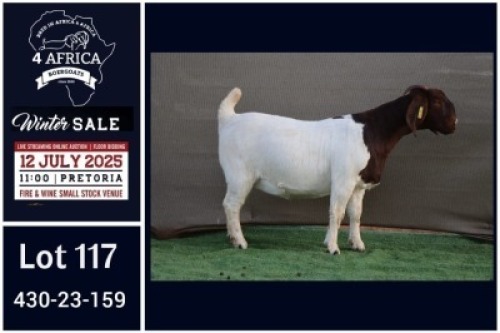 1 X BOER GOAT FLOCK ON COLOUR DOE Booysen Bdy