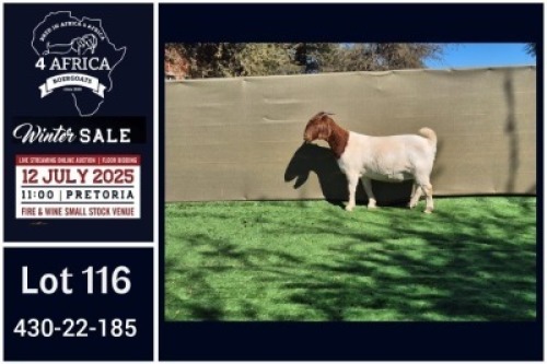 1 X BOER GOAT STUD DOE Booysen Bdy