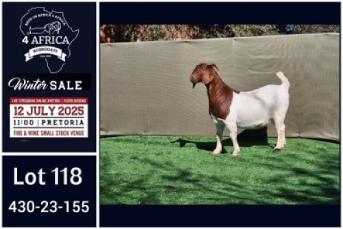 1 X BOER GOAT FLOCK ON COLOUR DOE Booysen Bdy