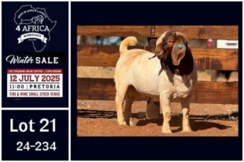 1 X BOER GOAT STUD BUCK Milamiek