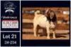 1 X BOER GOAT STUD BUCK Milamiek