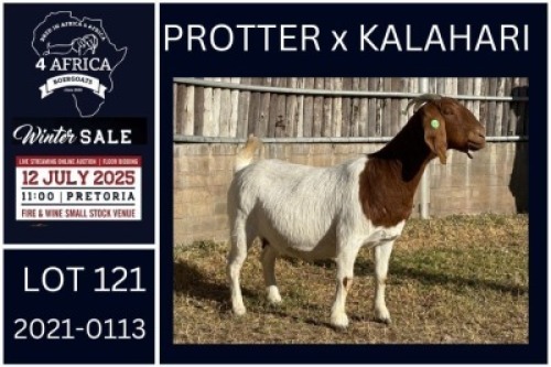 1 X BOER GOAT FLOCK DOE KARSTEN BOERDERY PTY LTD