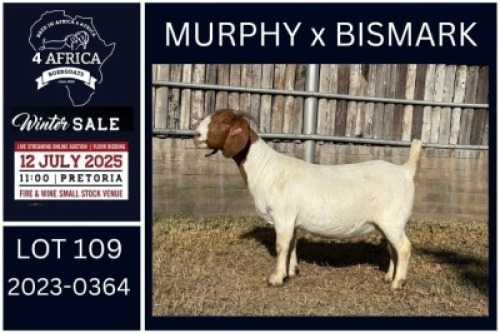 1 X BOER GOAT FLOCK ON TEAT DOE KARSTEN BOERDERY PTY LTD