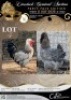 2 X CHICKEN ROOSTER & HEN CORNE DU PLESSIS BOERDERY (Per animal to take the lot)