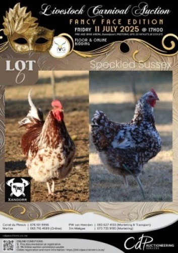 2 X CHICKEN ROOSTER & HEN XANDORR (Per animal to take the lot)