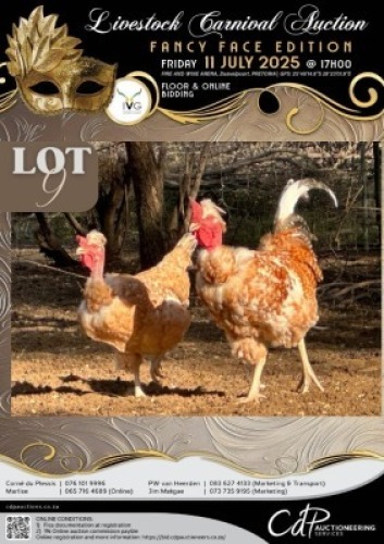2 X CHICKEN ROOSTER & HEN CORNE DU PLESSIS BOERDERY (Per animal to take the lot)