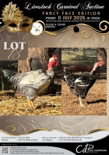 2 X CHICKEN ROOSTER & HEN CORNE DU PLESSIS BOERDERY (Per animal to take the lot)