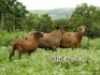 LOT 10&nbsp;2X MEATMASTER OOI MET OOILAM/EWE WITH EWE LAMB ZABO MEATMASTERS(PER STUK OM LOT TE NEEM/PER PIECE TO TAKE THE LOT) - 3