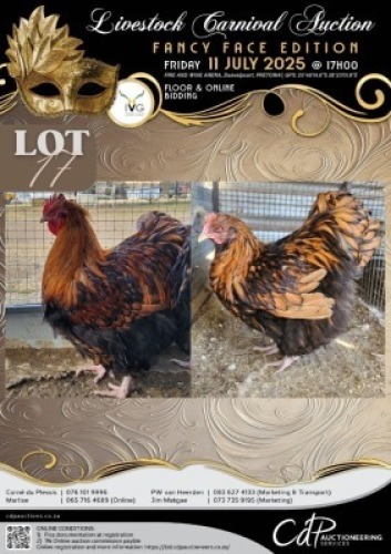 2 X CHICKEN ROOSTER & HEN LIZA-MARI JONKER (Per animal to take the lot)