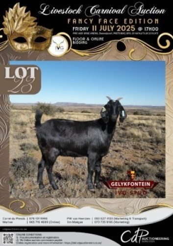 1 X IVG CAPE LOB EAR GRADED DOE GELYKFONTEIN STOET