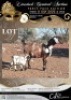 1+1 X IVG CAPE LOB EAR GRADED DOE KLEIN KALAHARI BOERDERY