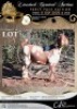 1 X IVG CAPE LOB EAR GRADED PREGNANT DOE KLEIN KALAHARI BOERDERY
