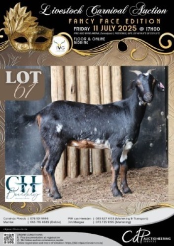 1 X IVG NGUNI / MBUZI GRADED PREGNANT DOE CH BOERDERY