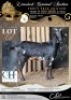 1 X IVG NGUNI / MBUZI GRADED PREGNANT DOE CH BOERDERY