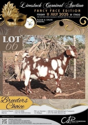 1+1 X IVG CAPE LOB EAR GRADED DOE KLEIN KALAHARI BOERDERY