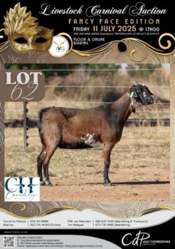 1 X IVG NGUNI / MBUZI GRADED PREGNANT DOE CH BOERDERY