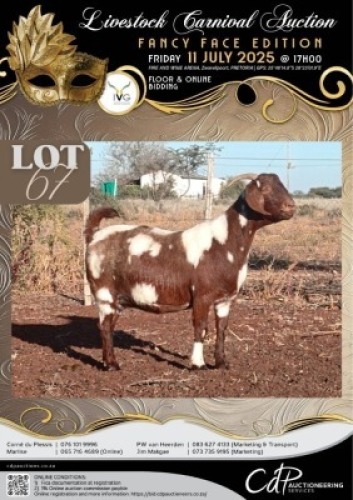 2+1 X IVG CAPE LOB EAR GRADED PREGNANT DOE KLEIN KALAHARI BOERDERY (Per animal to take the lot)