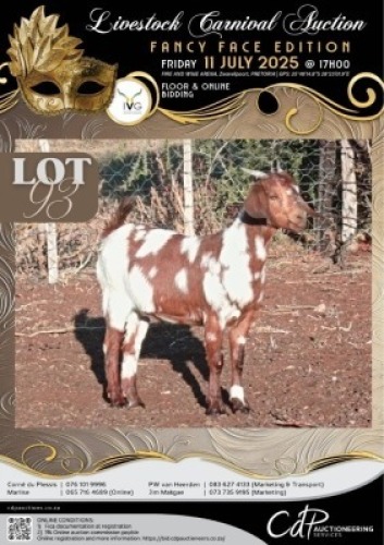 1 X IVG CAPE LOB EAR UNGRADED DOE KLEIN KALAHARI BOERDERY