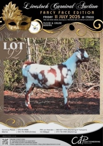 1 X IVG CAPE LOB EAR GRADED PREGNANT DOE KLEIN KALAHARI BOERDERY