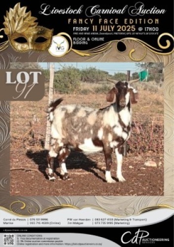 1 X IVG CAPE LOB EAR GRADED PREGNANT DOE KLEIN KALAHARI BOERDERY