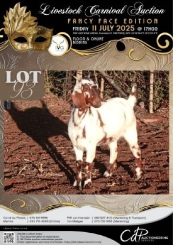1 X IVG CAPE LOB EAR UNGRADED DOE KLEIN KALAHARI BOERDERY