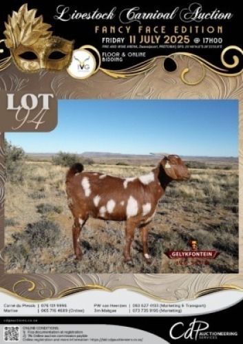 1 X IVG CAPE LOB EAR GRADED PREGNANT DOE GELYKFONTEIN STOET