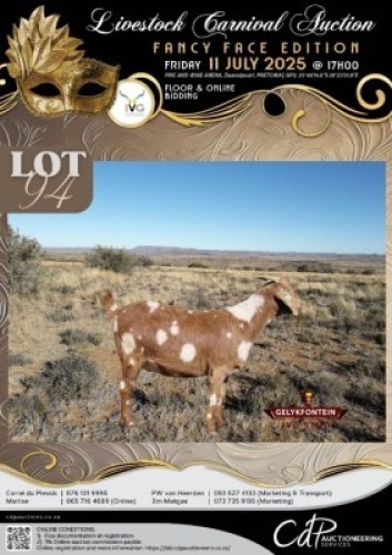 1 X IVG CAPE LOB EAR GRADED PREGNANT DOE GELYKFONTEIN STOET