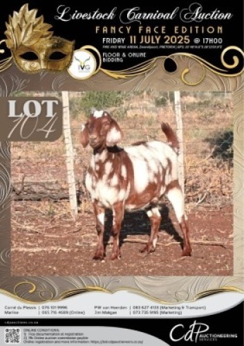 1 X IVG CAPE LOB EAR GRADED PREGNANT DOE KLEIN KALAHARI BOERDERY