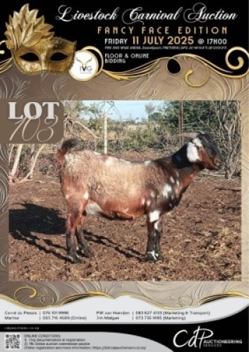 1 X IVG CAPE LOB EAR GRADED PREGNANT DOE KLEIN KALAHARI BOERDERY