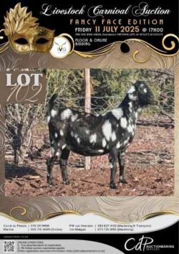 1+1 X IVG CAPE LOB EAR GRADED DOE KLEIN KALAHARI BOERDERY