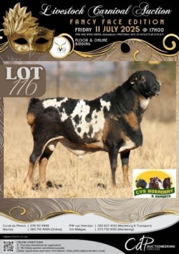 1 X PERSIE RAM CVS BOERDERY