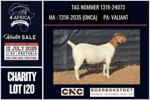 1 X BOER GOAT DOE CNC Boerbok Stoed