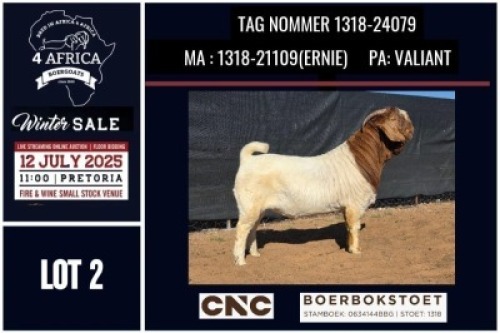 1 X BOER GOAT FLOCK ON TEAT BUCK CNC Boerbok Stoed