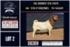 1 X BOER GOAT FLOCK ON TEAT BUCK CNC Boerbok Stoed